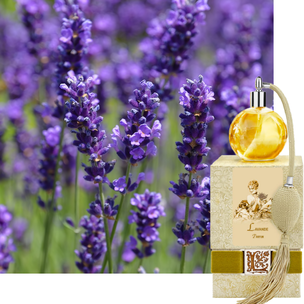 Lavender | La Bouquetière French Collections