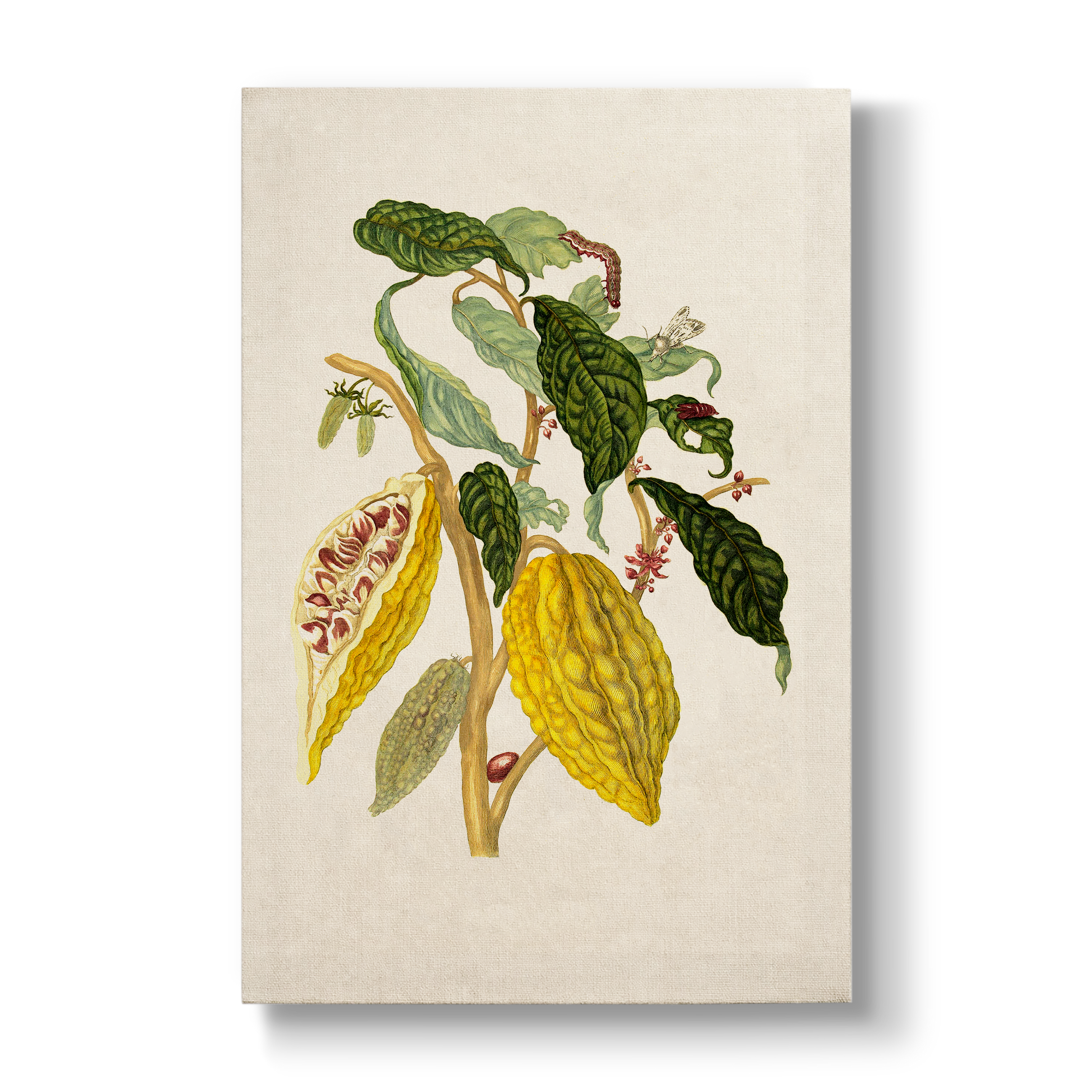Cacau boom - Botanical Print