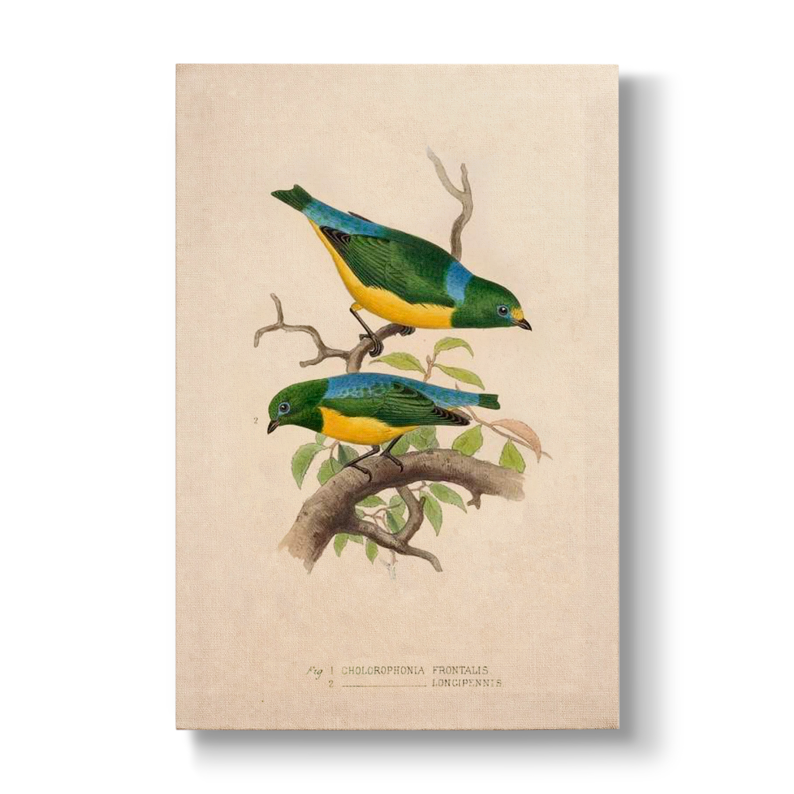 Chlorophonia frontalis & longipennis - Botanical Print