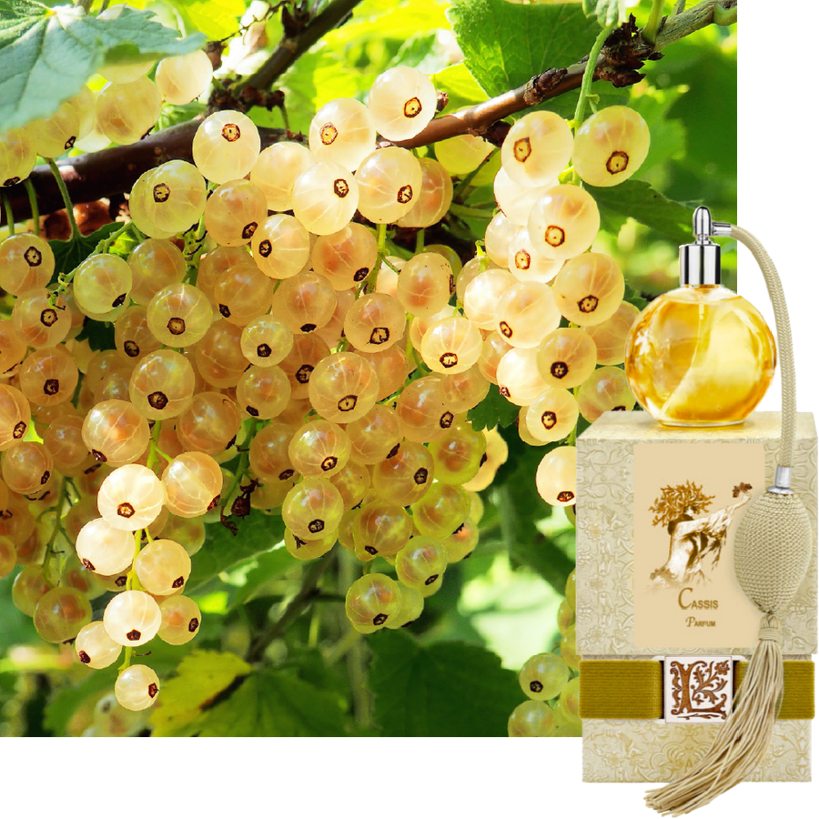 Cassis