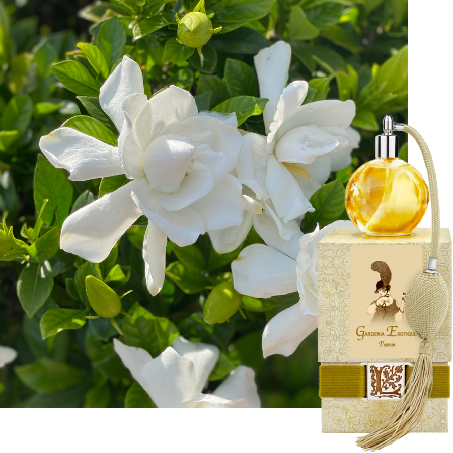 Gardenia Exotique