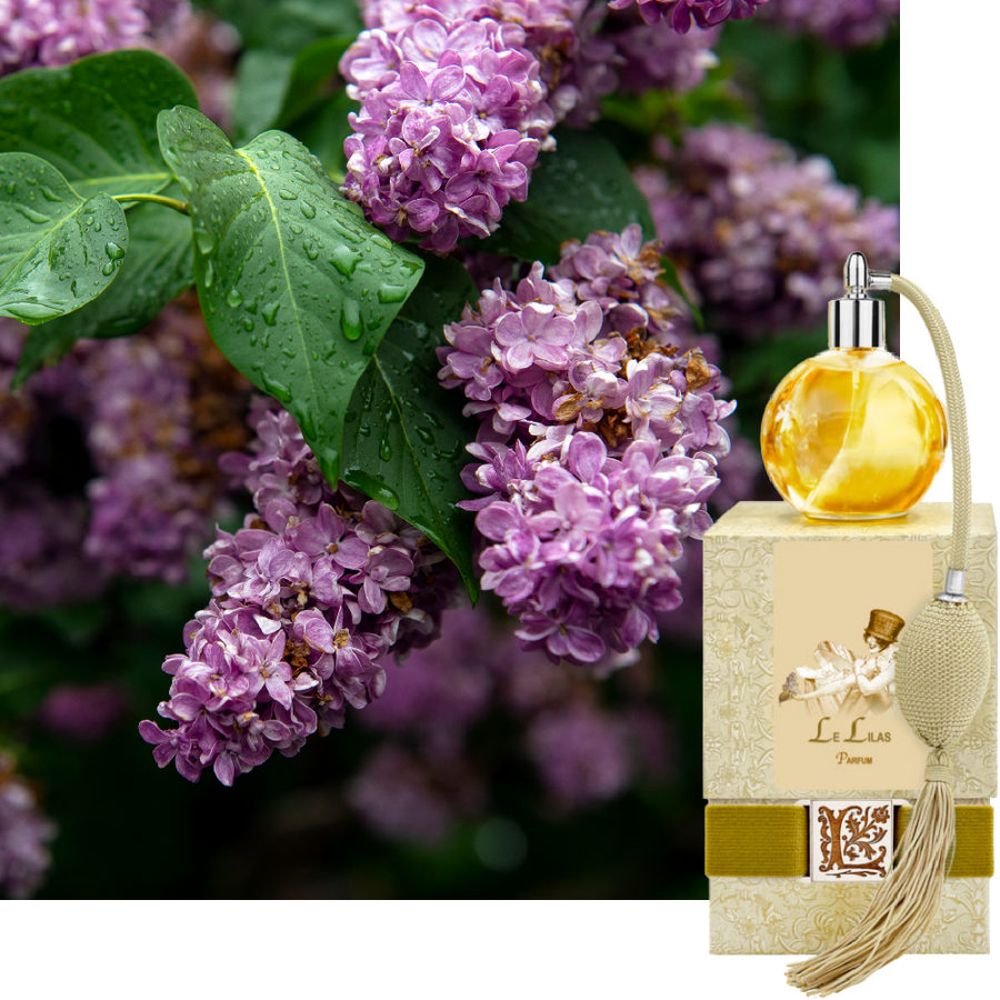 Le Lilas / Lilac