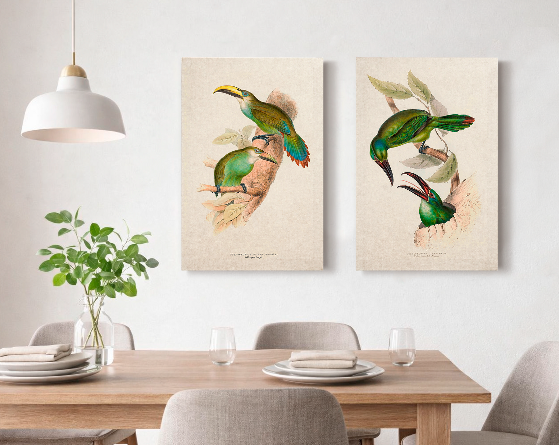 Birds of America
