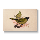 Ampelion arcuatus - Botanical Print