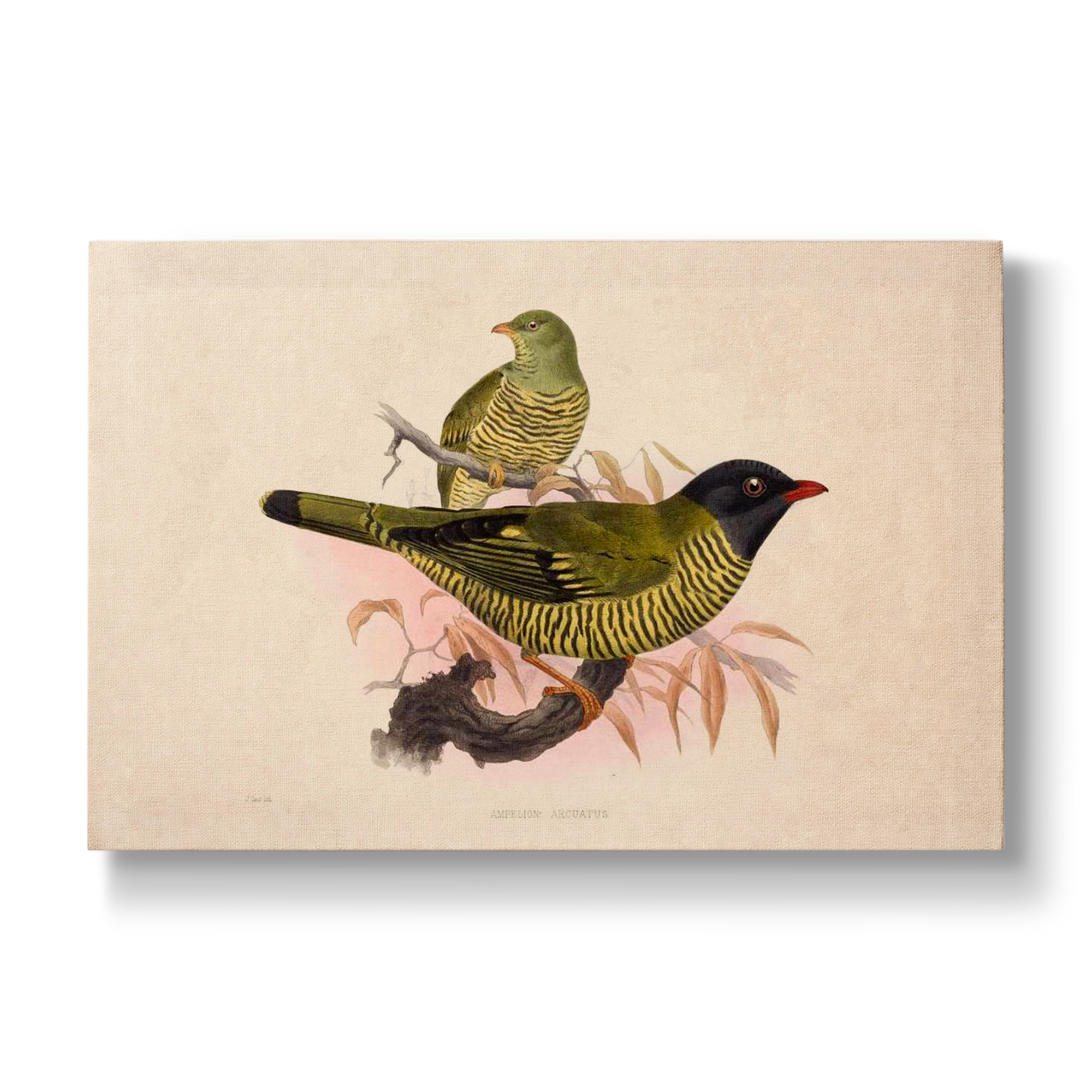 Ampelion arcuatus - Botanical Print