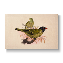 Ampelion arcuatus - Botanical Print