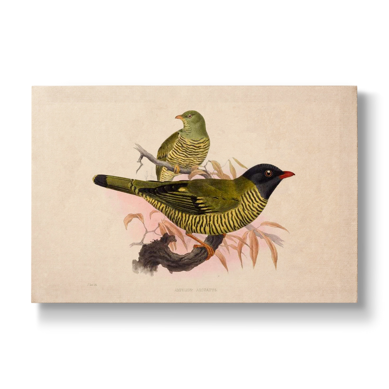 Ampelion arcuatus - Botanical Print