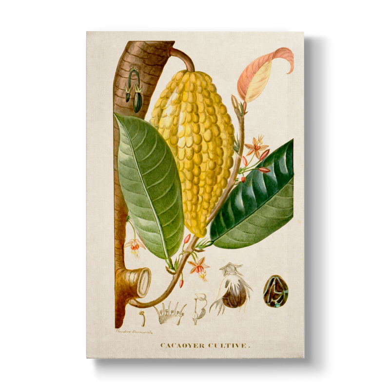 Cacaoyer Cultivé - Botanical Print