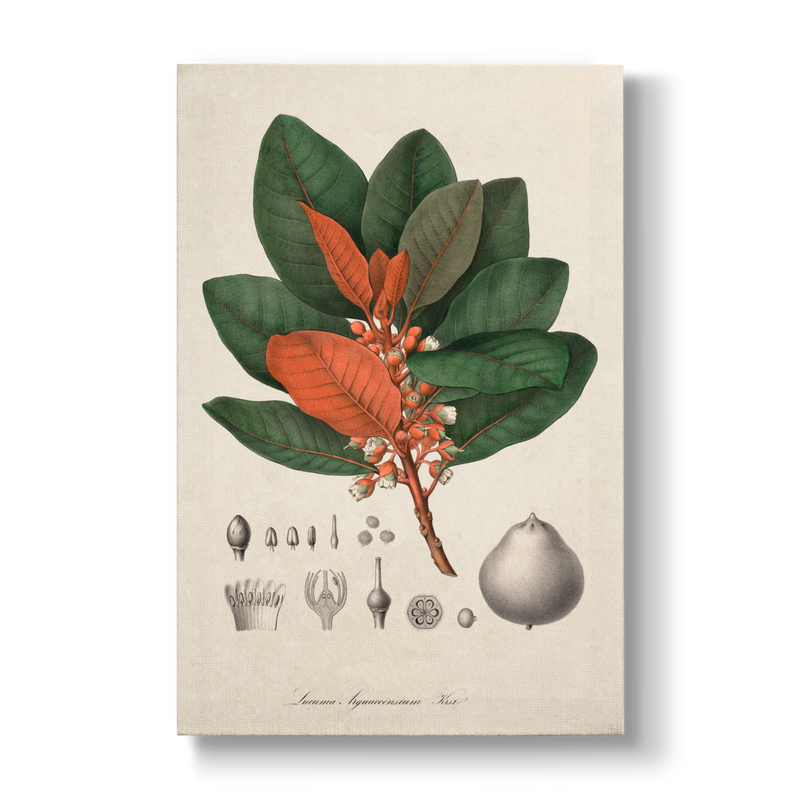 Lucuma Arguacoënsium - Botanical Print
