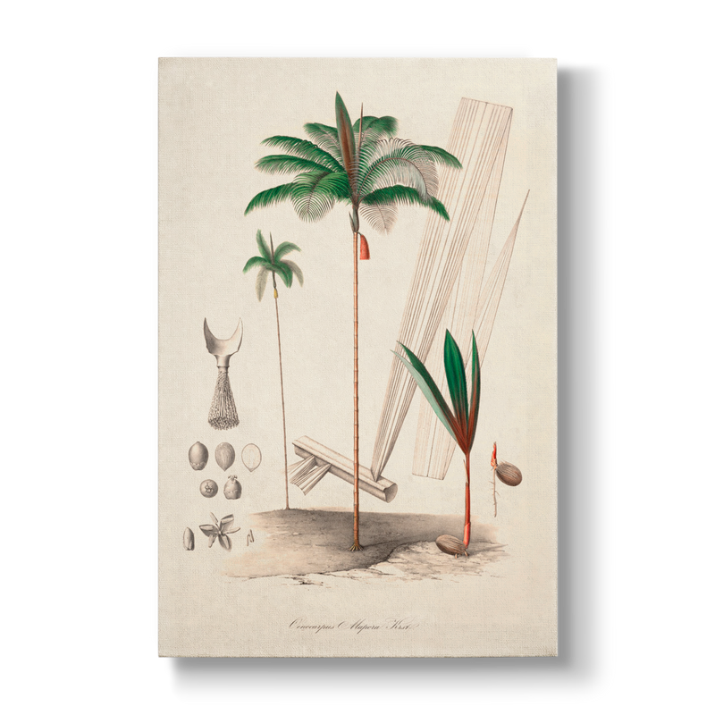 Oenocarpus Mapora- Botanical Print