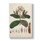 Cinchona undata - Botanical Print
