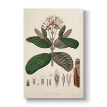 Cinchona undata - Botanical Print