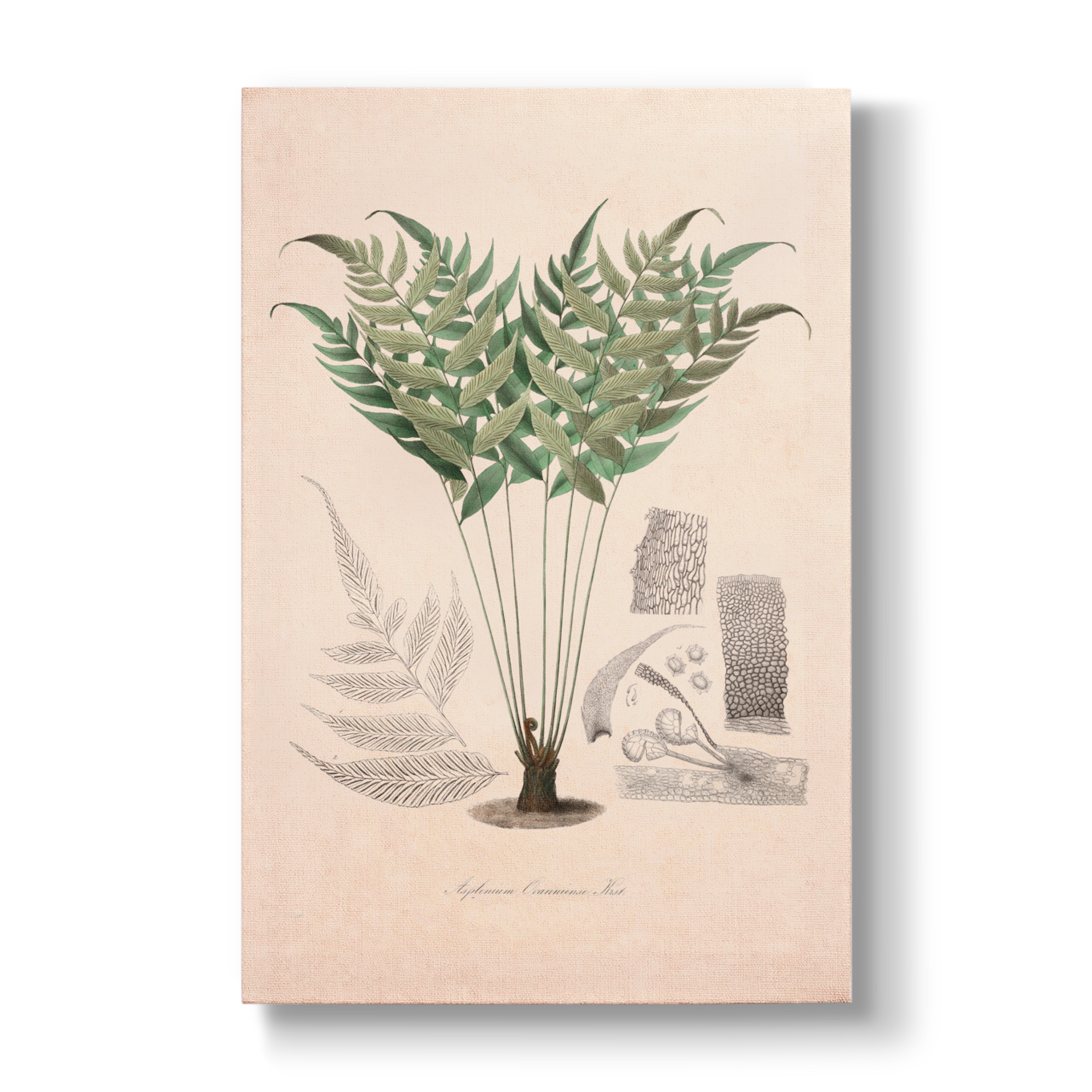 Asplenium ocanniense - Botanical Print