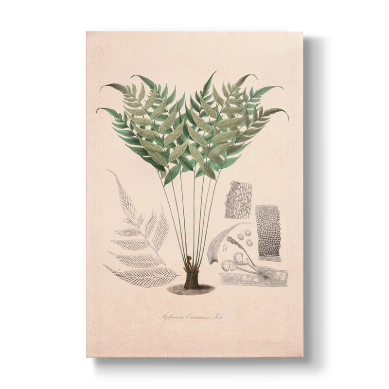 Asplenium ocanniense - Botanical Print