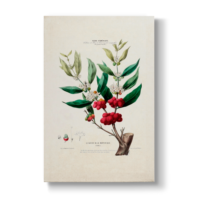 Le Cafier de la Martinique - Botanical Print