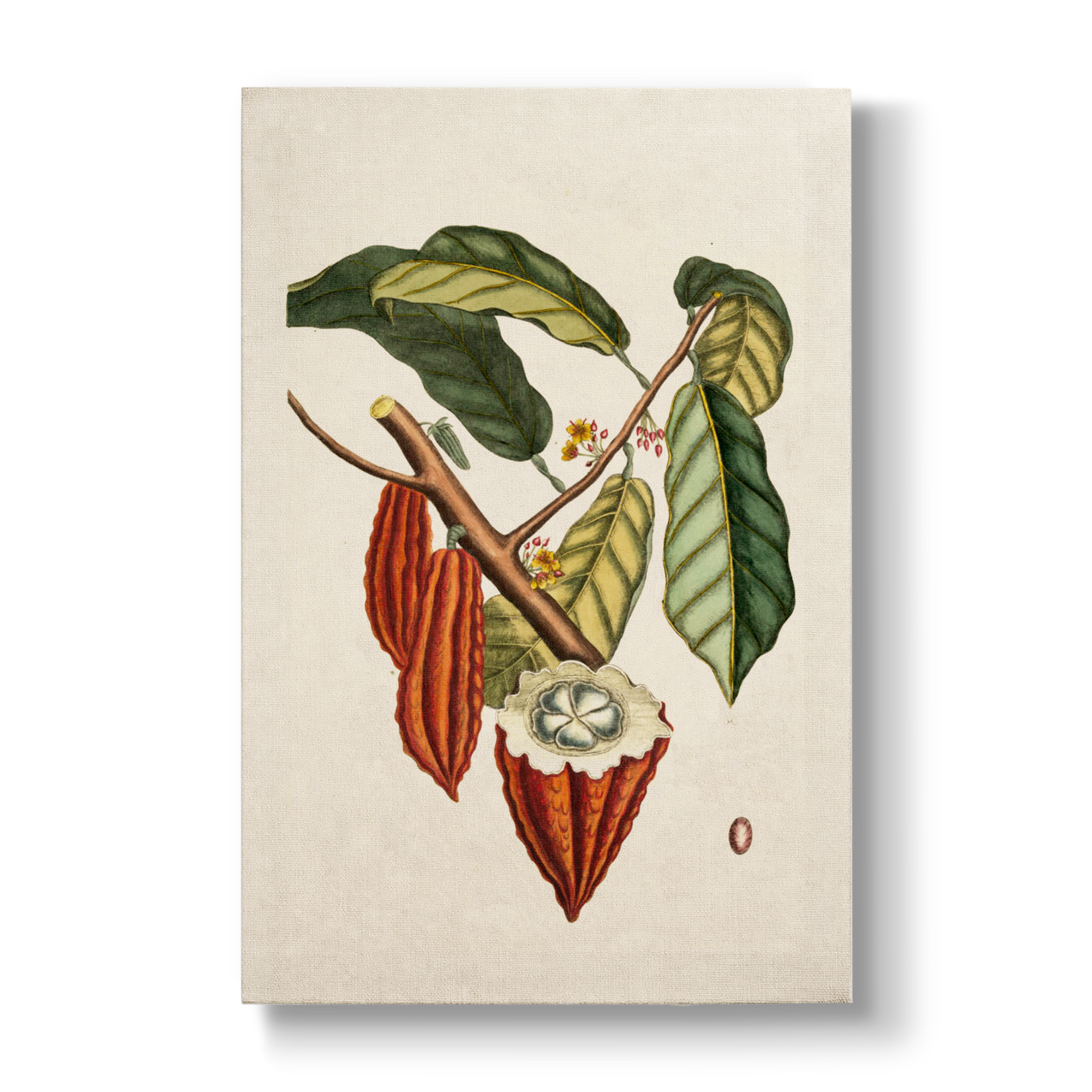 Cacao arbor (Cacao tree) - Botanical Print