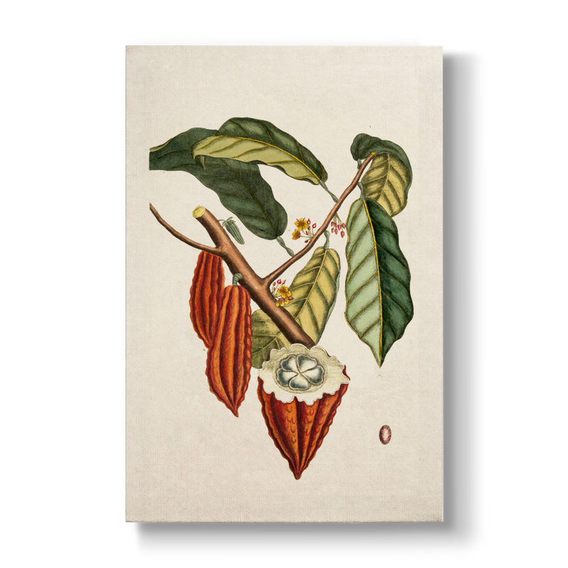 Cacao arbor (Cacao tree) - Botanical Print