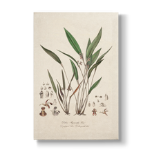 Dubois-Reymondia palpigera - Botanical Print