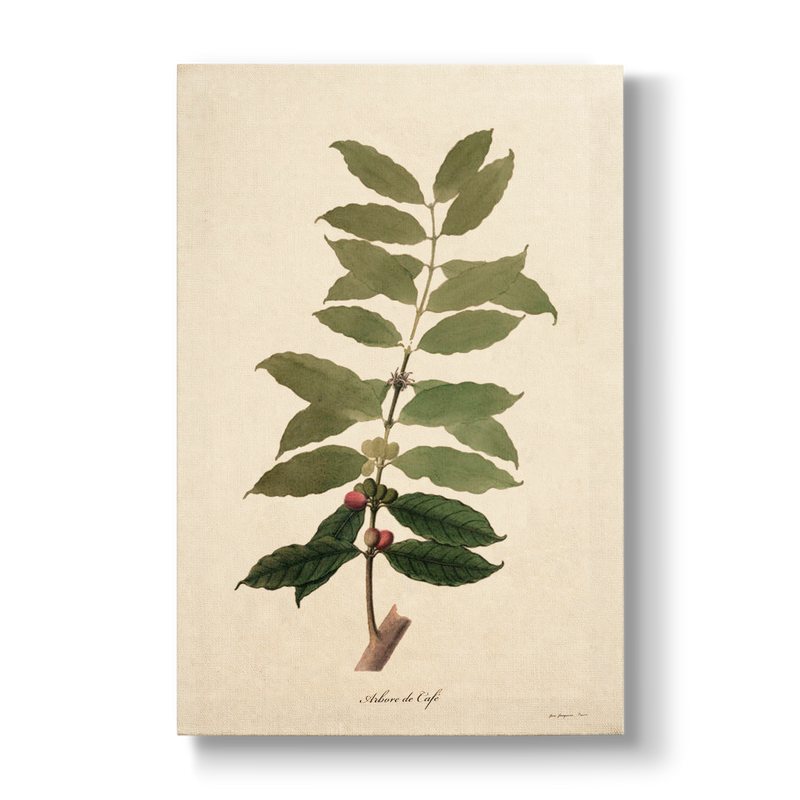 Coffea arabica - Botanical Print