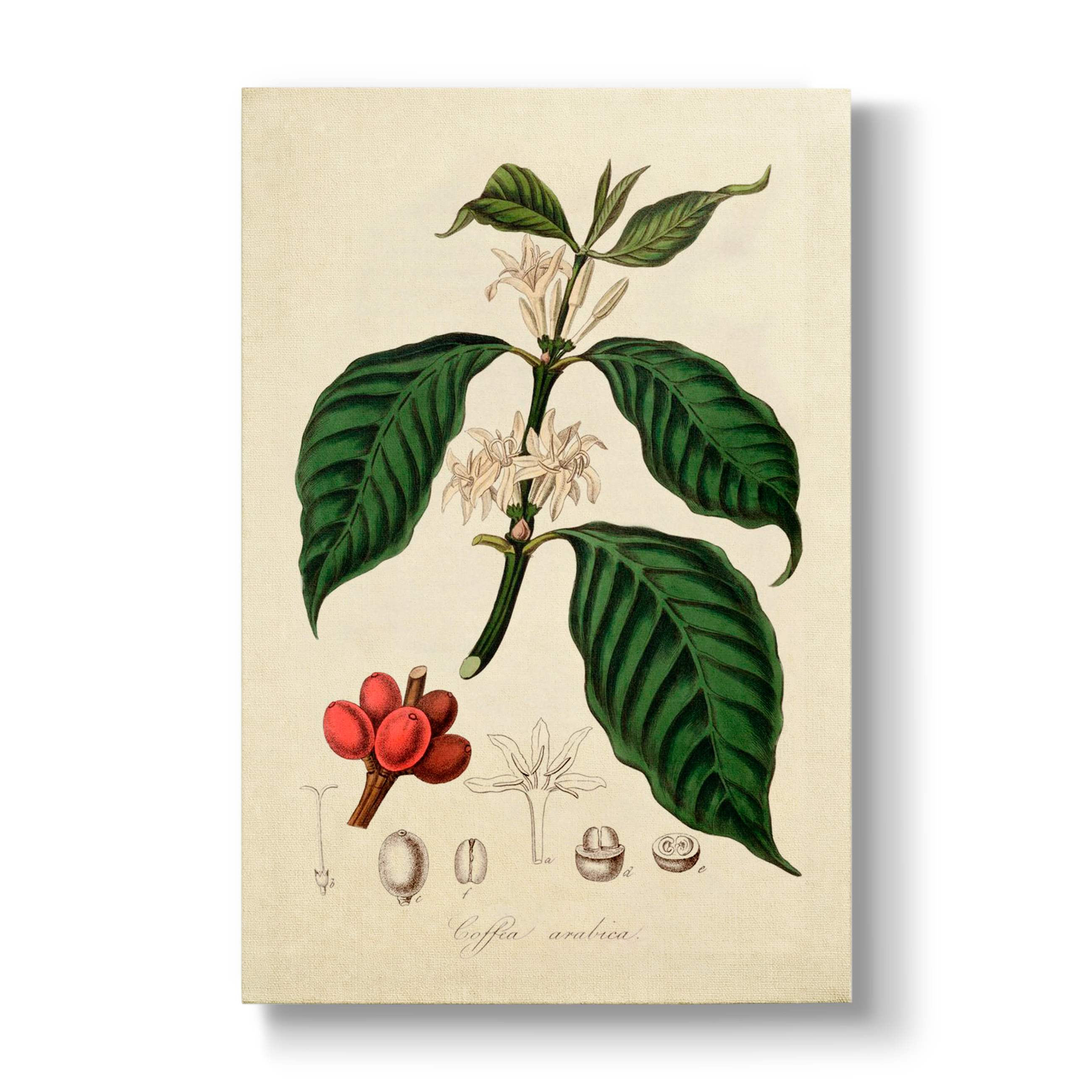 Arbore de Café - Botanical Print