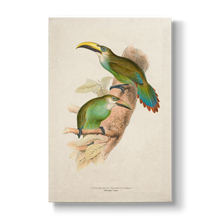 Golden-green Aracari - Botanical Print