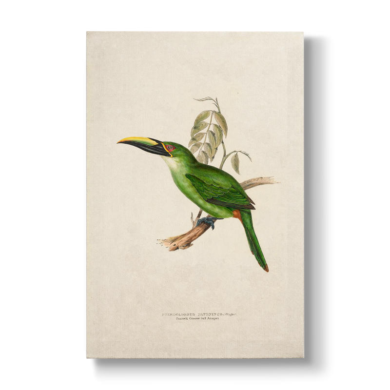 Peacock Groove-billed Aracari - Botanical Print