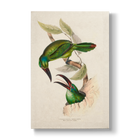Derby's Groove-billed Aracari - Botanical Print