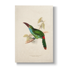 Blood-rumped Groove-billed Aracari - Botanical Print
