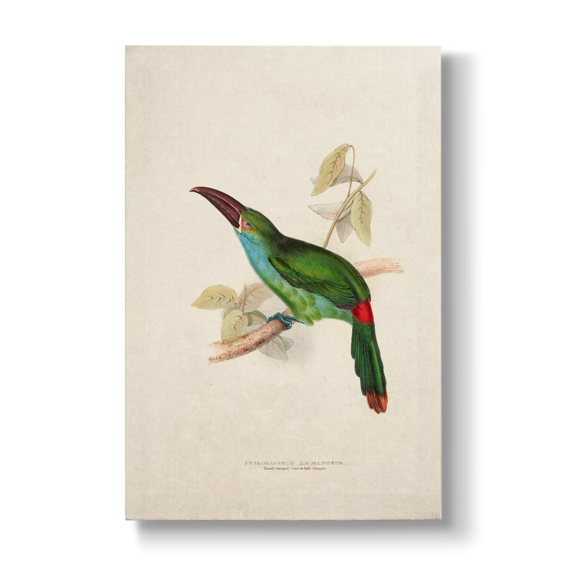 Blood-rumped Groove-billed Aracari - Botanical Print