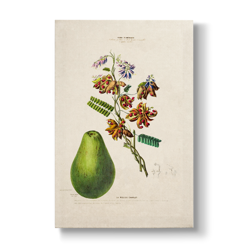Abrus precatorius L. - Botanical Print