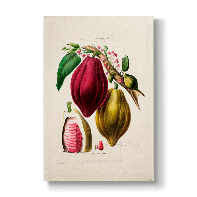 Le Chocolayer Caracas theobroma - Botanical Print