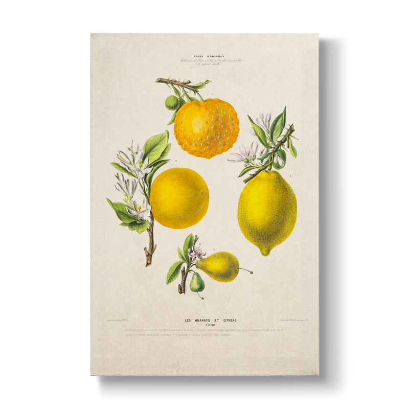 Citrus Les Oranges et Citrons - Botanical Print