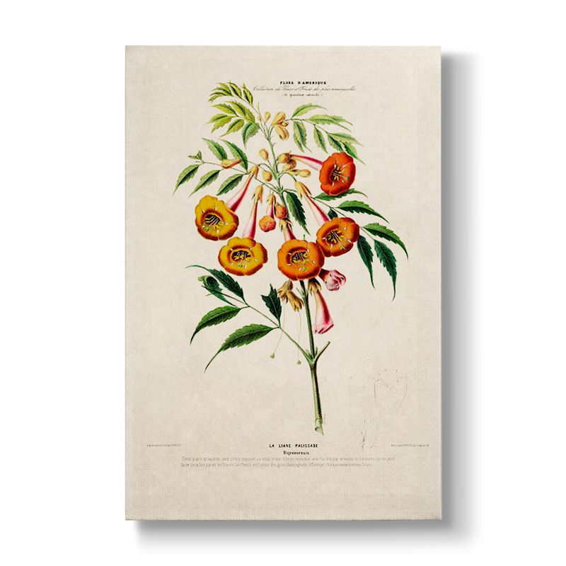 Bignoniaceae - Botanical Print