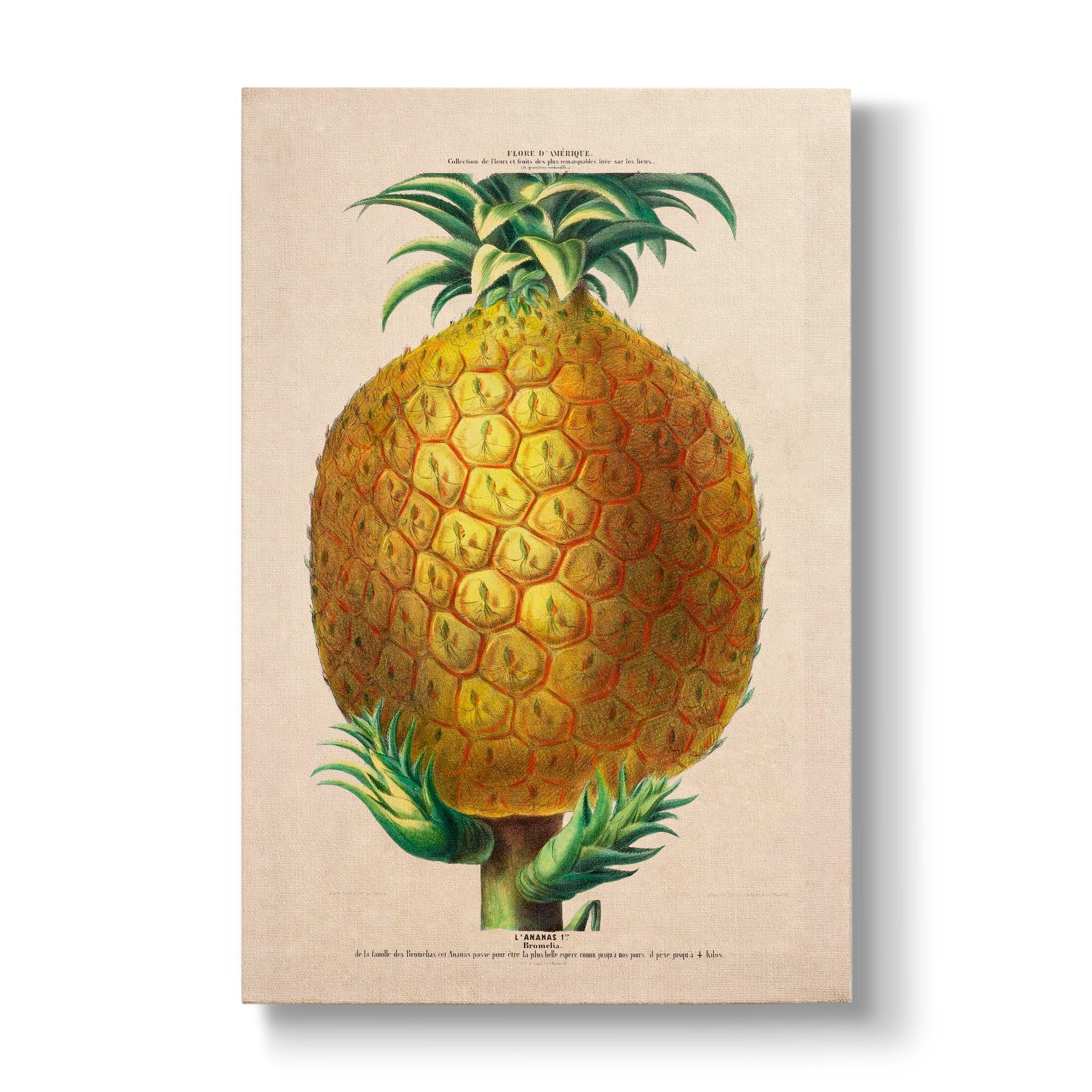 Ananas comosus - Botanical Print