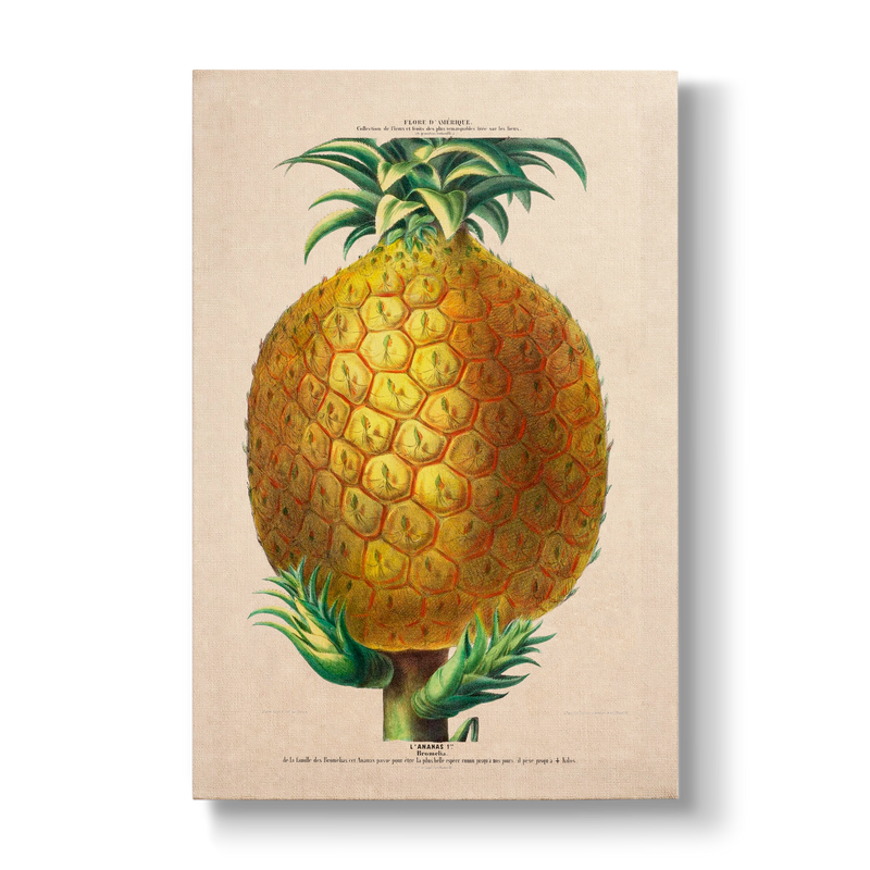 Ananas comosus - Botanical Print