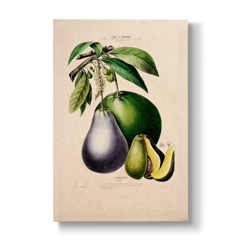 Persea gratissima - Botanical Print