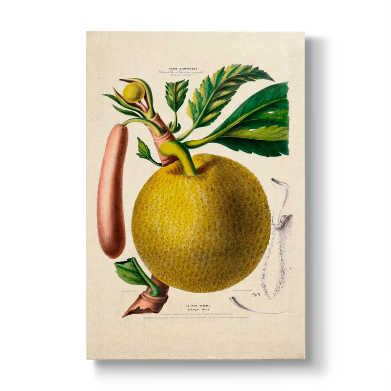 Artocarpus incisa - Botanical Print