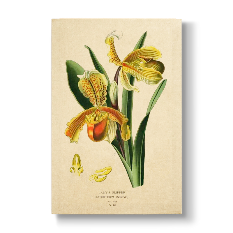 Lady's Slipper - Botanical Print