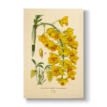 Dendrobium Farmeri - Botanical Print