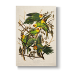 Carolina Parrot - Botanical Print