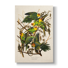 Carolina Parrot - Botanical Print