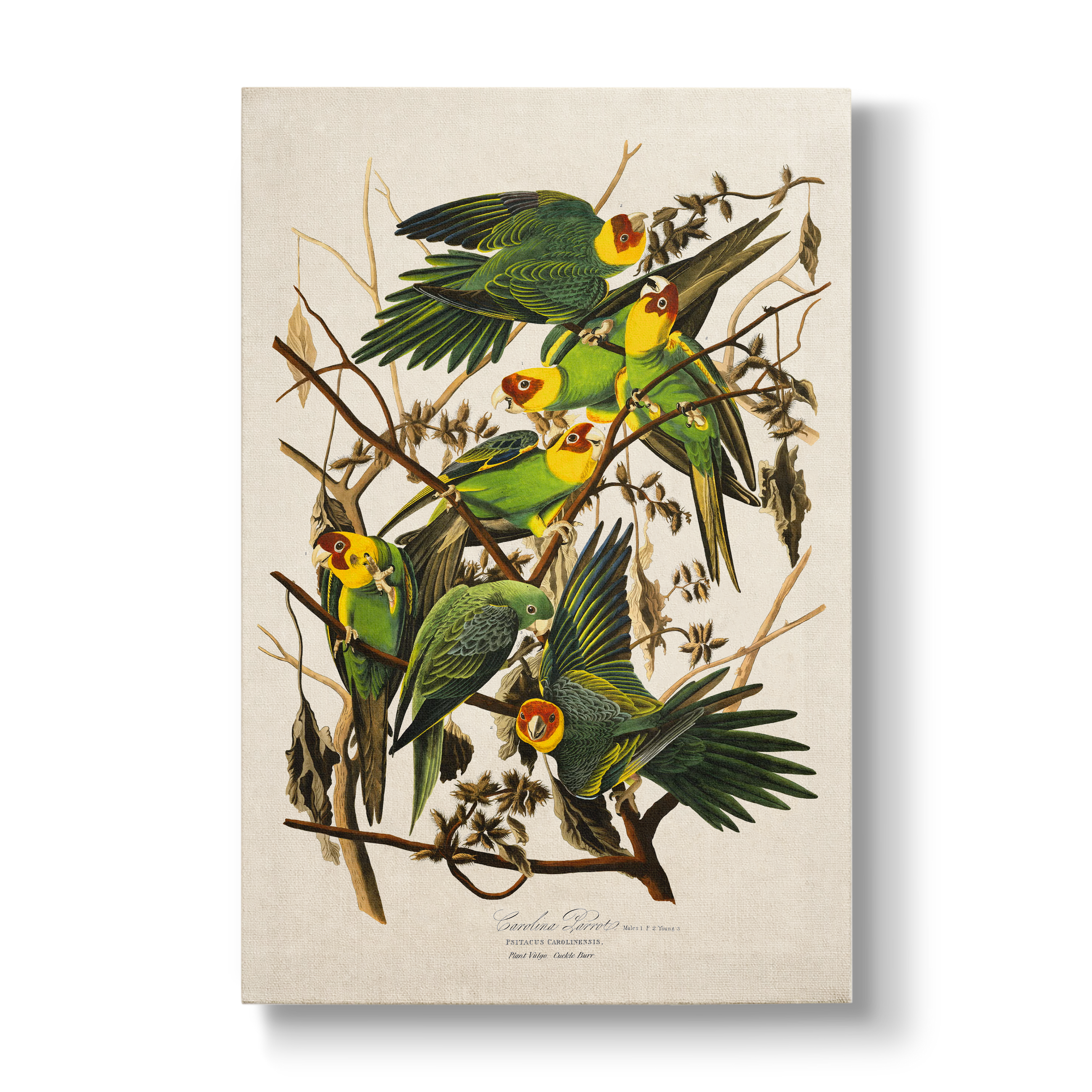 Carolina Parrot - Botanical Print