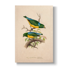 Chlorophonia frontalis & longipennis - Botanical Print