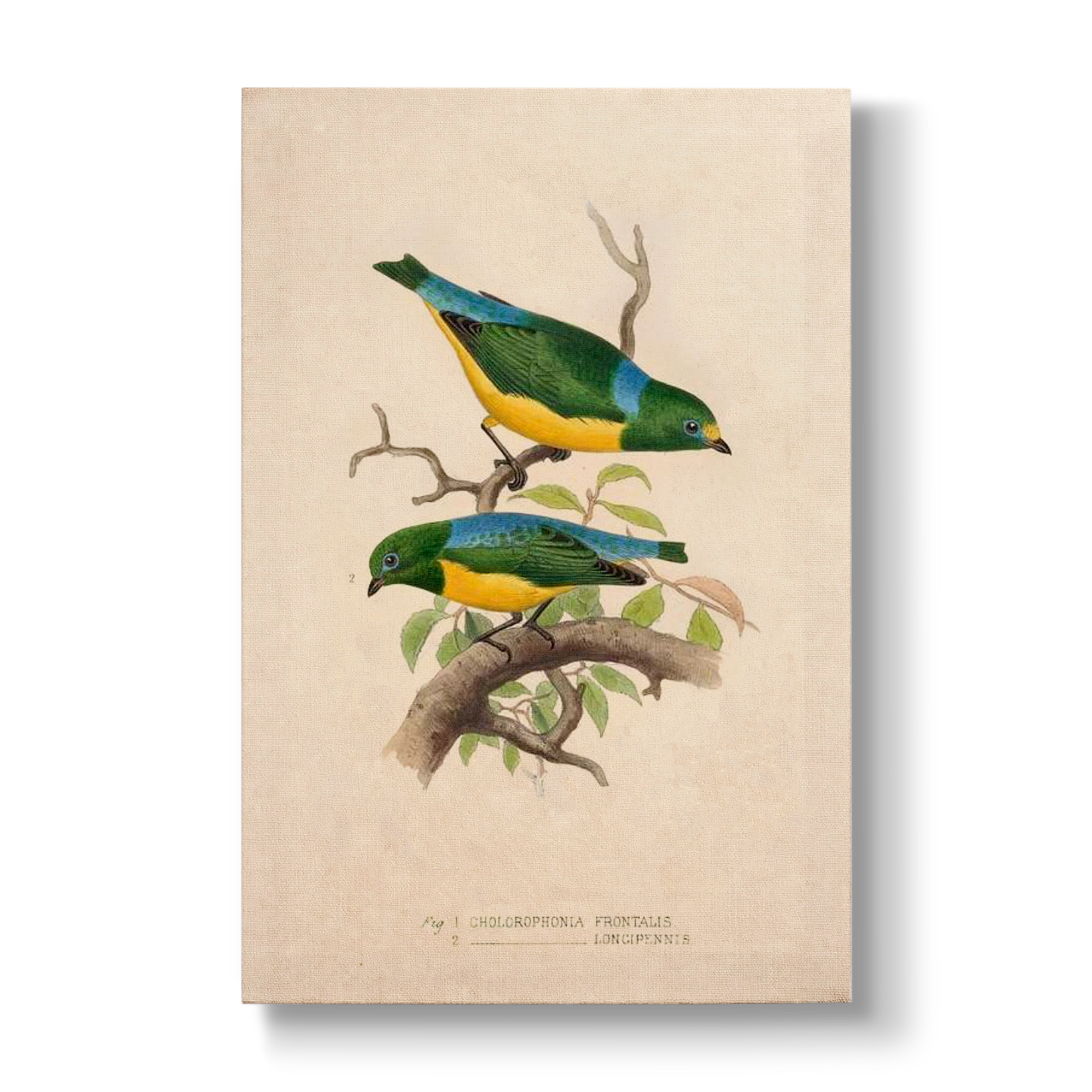 Chlorophonia frontalis & longipennis - Botanical Print