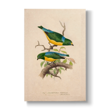 Chlorophonia frontalis & longipennis - Botanical Print