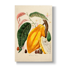 Theobroma cacao - Botanical Print
