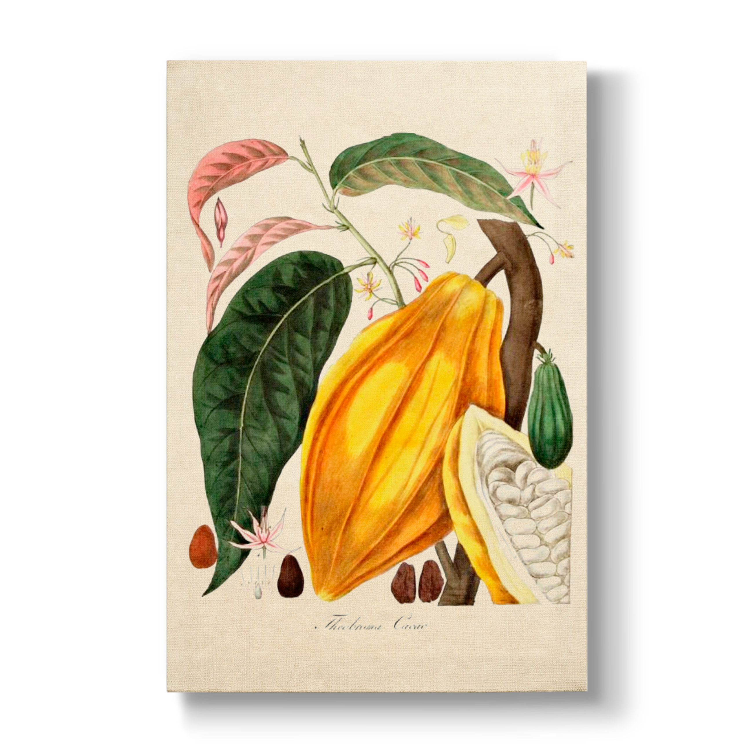 Theobroma cacao - Botanical Print