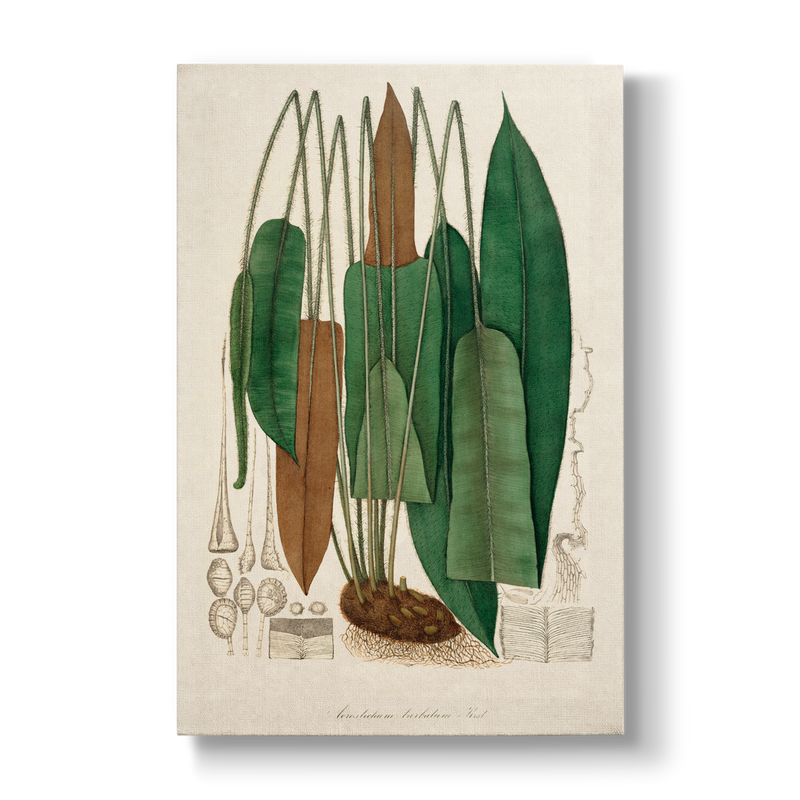 Acrostichum barbatum - Botanical Print