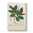 Cephaloprunum rubicundum - Botanical Print