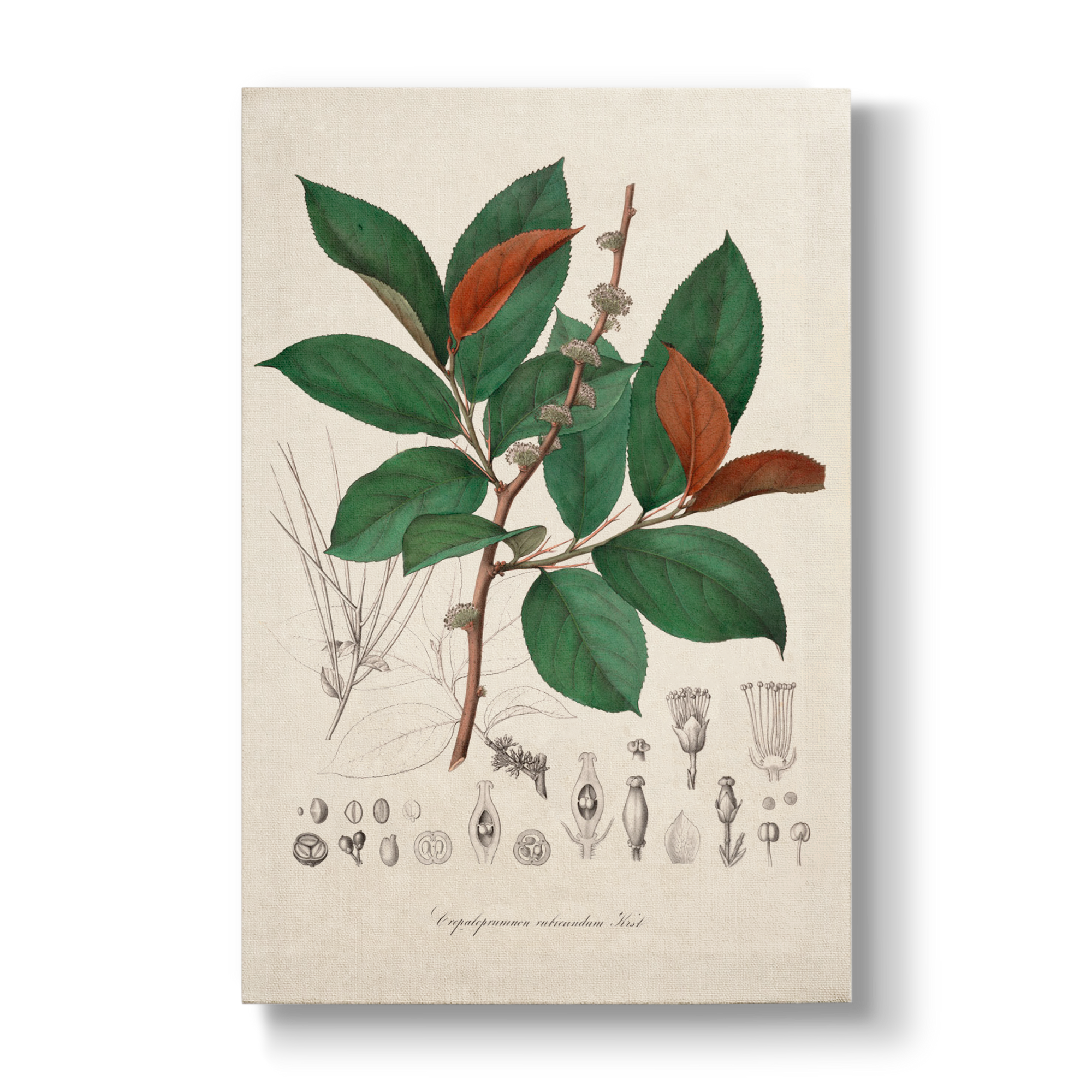 Cephaloprunum rubicundum - Botanical Print
